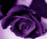 pic for Purple rose